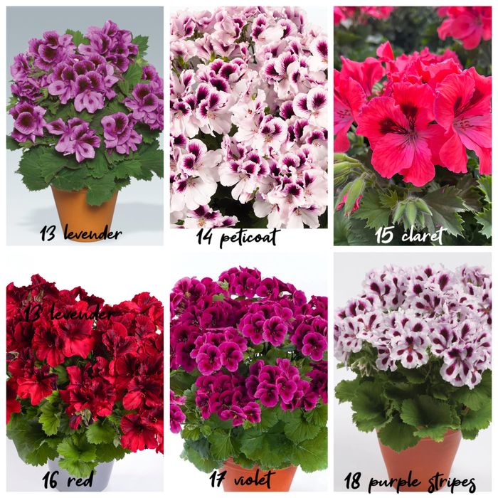 Пеларгонія королівська вкорінені живці в торфотаблетках