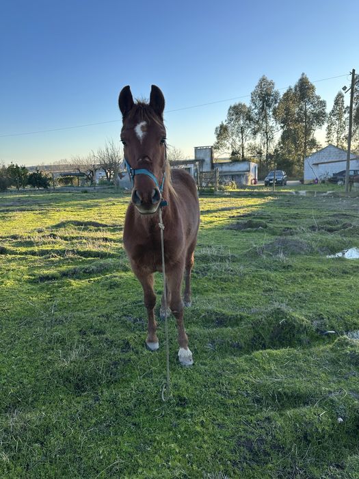 Para venda ou troca de poldro
