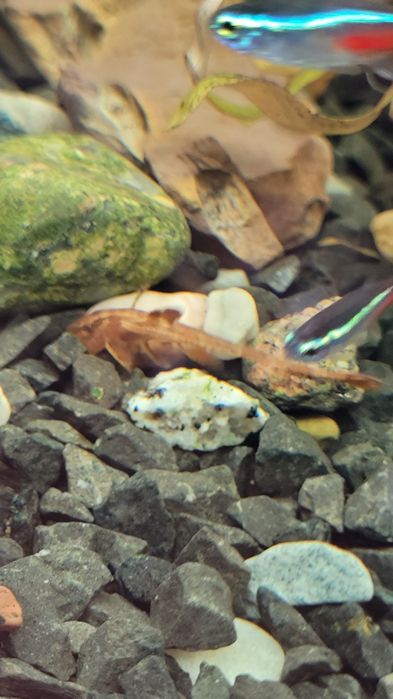 Loricaria zbrojnik czerwony