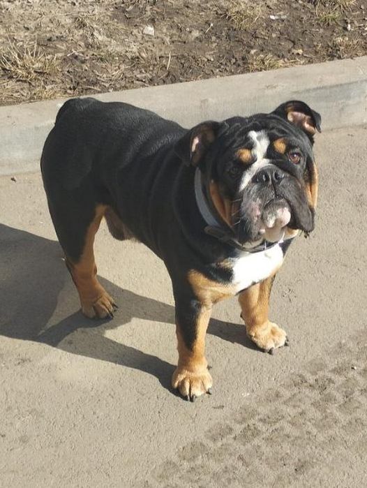 Англійський бульдог