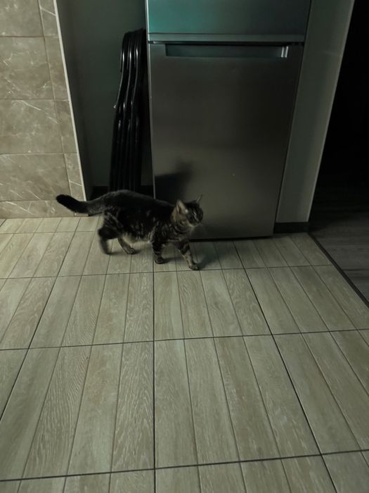 Перетримка передержка тварин зооготель