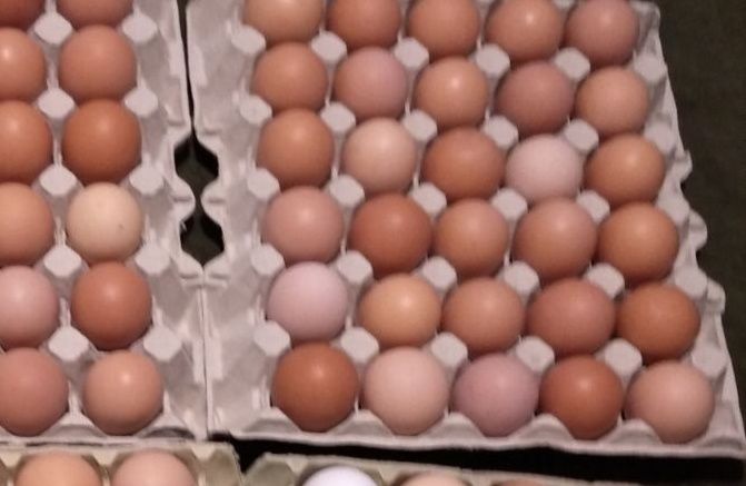 продажа Яйцо для инкубации курей бройлеров