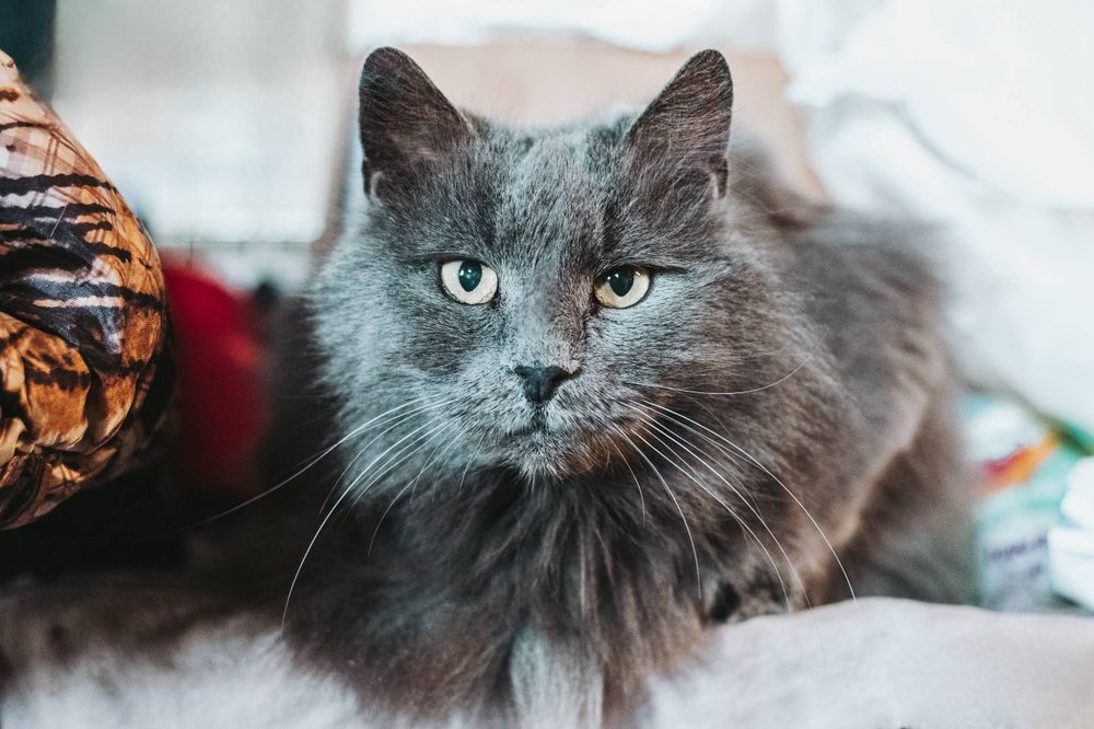 Отдам даром в добрые руки котиков и кошечек