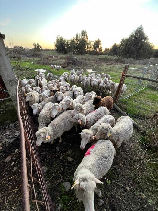 Merino da Beira Baixa