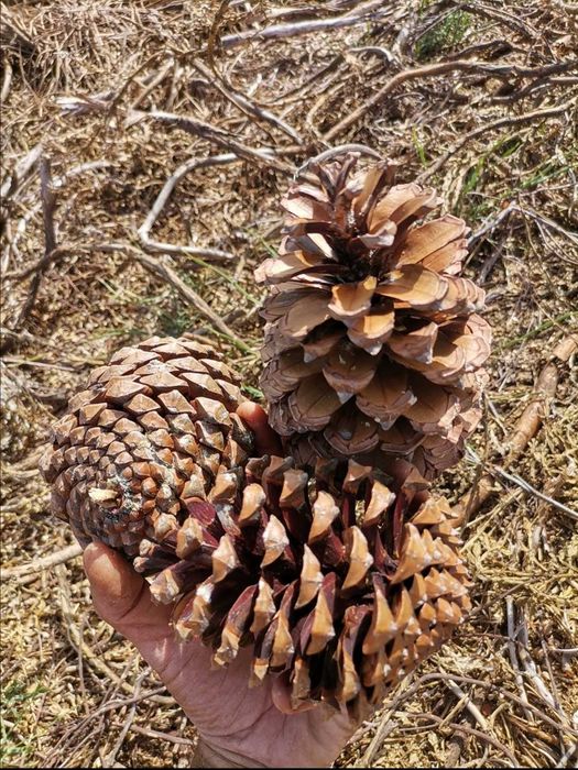 Sacos de pinhas (novas)