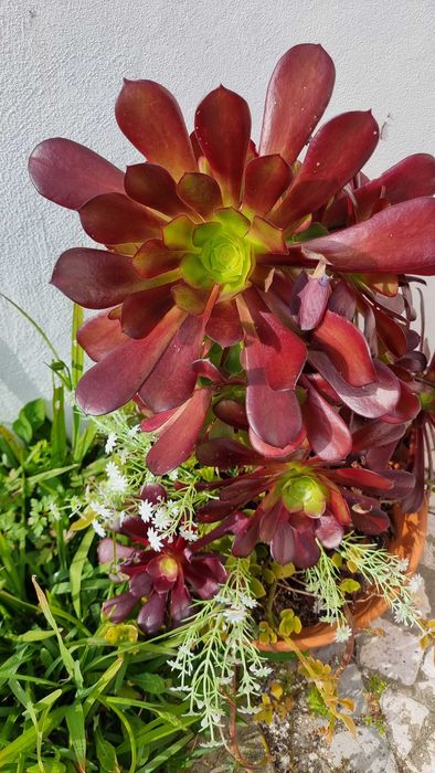 Cato, suculenta Saião-maior