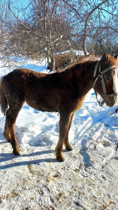 Продається молода лошичка