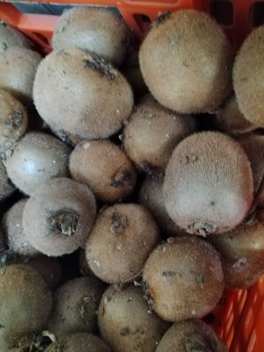 Kiwi fruto (biológicos, sem tratamentos)