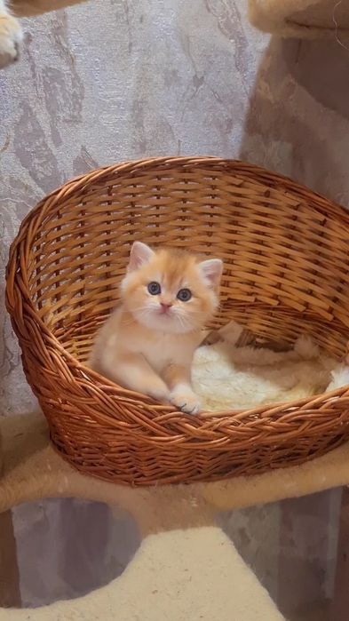 Щекастый золотой шиншилленок