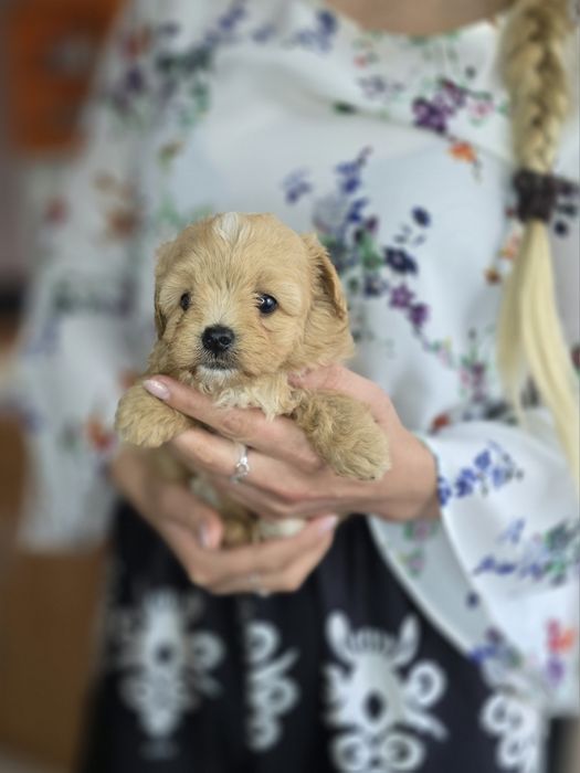 Maltipoo chłopiec  hybryda maltanczyk pudel toy