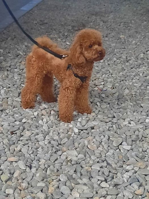 Щенки Той пудель  китай .тикап