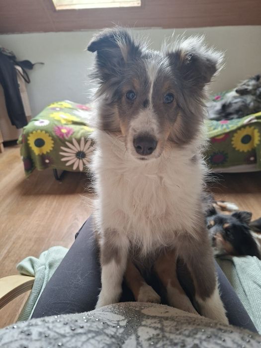 Owczarek szetlandzki piesek blue merle.