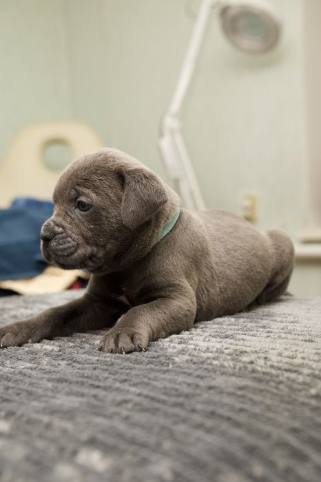 Цуценята Кане Корсо