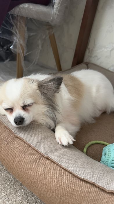 Перетримка котиків та собак, зооняня