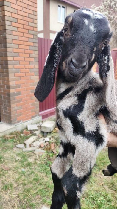 Англо-нубійські 100% кози