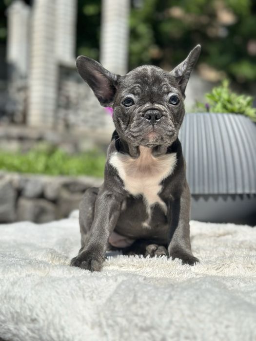 Щенки французского бульдога