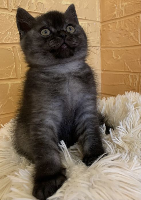 Шотландське кошеня