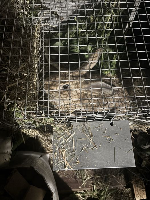 Tenho  Coelhos caseiros venda
