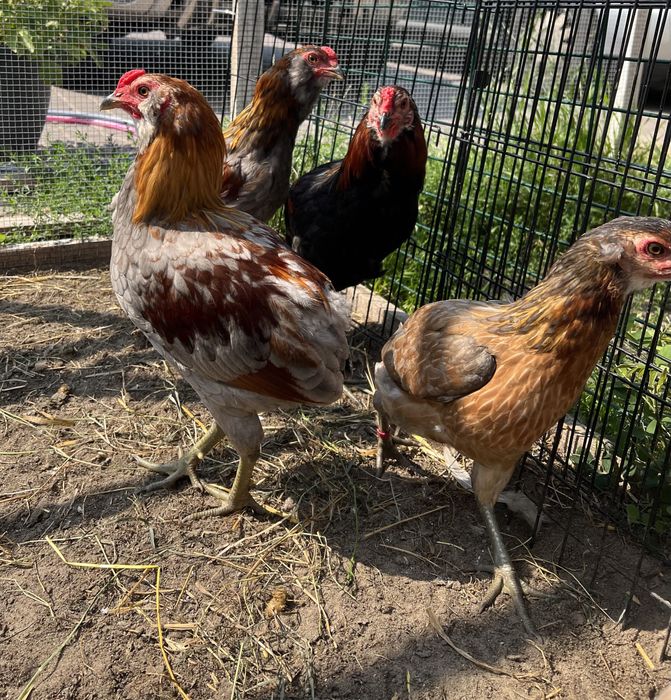 Araucany, kogut, koguty, kury, rasa ozdobna