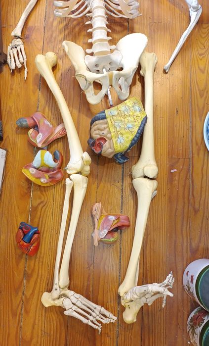 Esqueleto Humano Anatómico Modelos de Órgãos