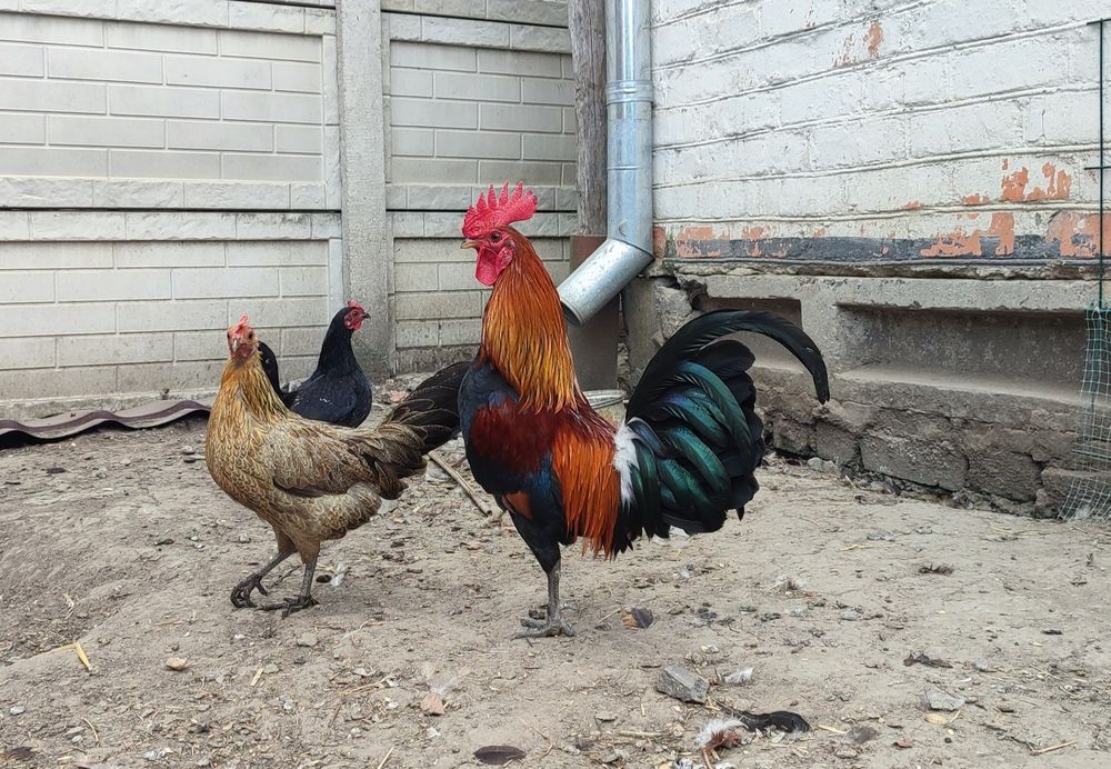 Декоративні кури, півень, петух, карликові кури