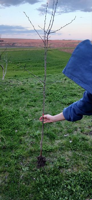 Саджанець сливи угорка