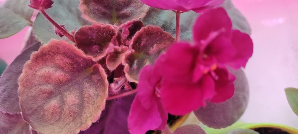 Продам взрослую цветущую полумини фиалку.