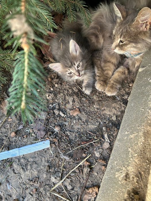 2 кошенят (хлопці) (безкоштовно)