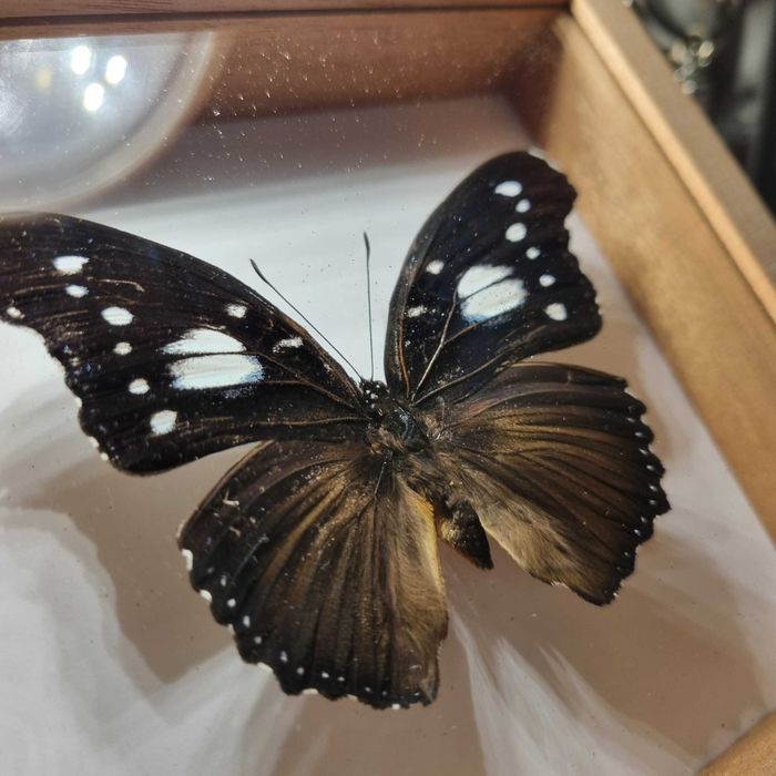 MOTYL SPREPAROWANY - Hypolimnas dinarcha dinarcha, samiec