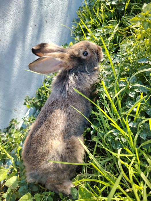 Coelhos leões  Leonardo