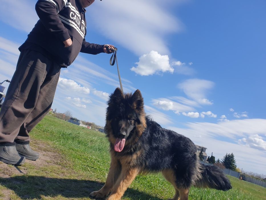 Подросток немецкой овчарки