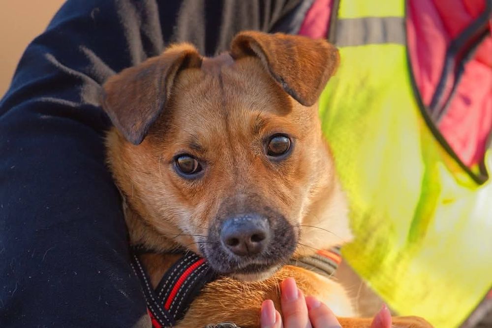Mijunia , malutka mloda sunia czeka na dom