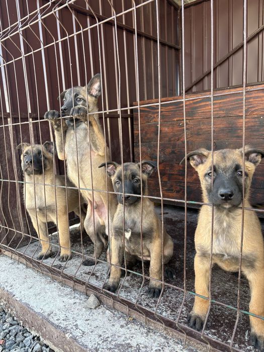 Продам щенят бельгійської вівчарки(малінуа)