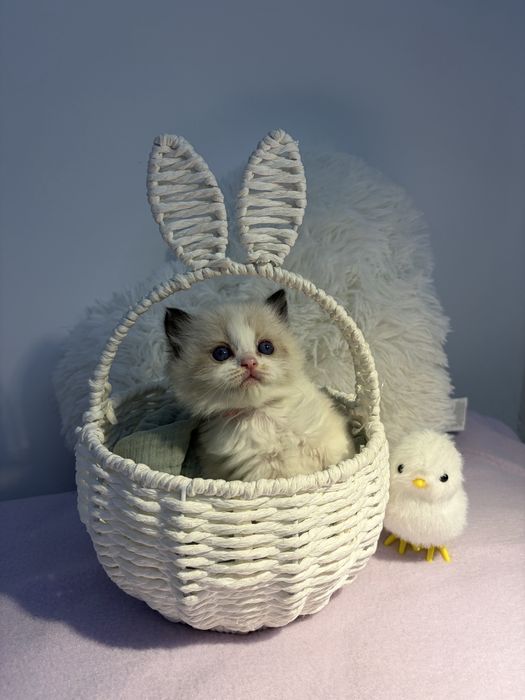 Koteczki o wyjątkowo przyjacielskim charakterze Ragdoll z KittyandLove*PL