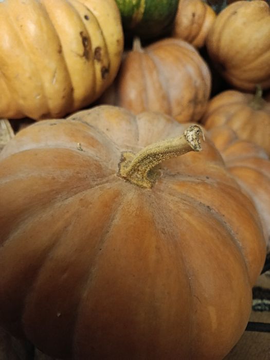 Продам гарбуз 20 грн за кілограм