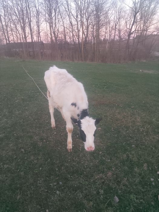 Продам теплицю від високопродуктивної корови