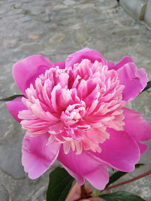 Продам кущики рожевих півонії