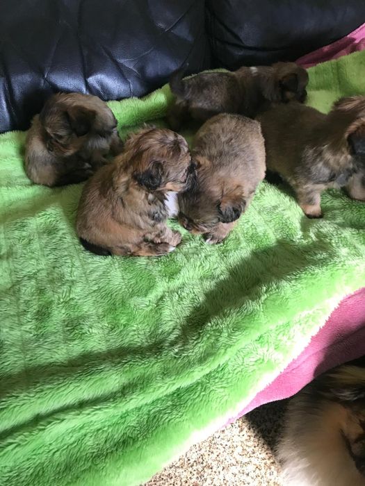 Cadelas de porte pequeno