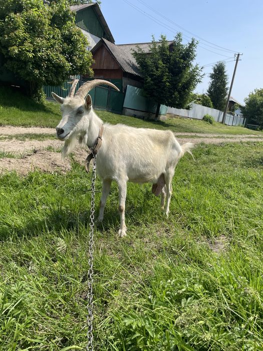 Продам козу, гарно доїться