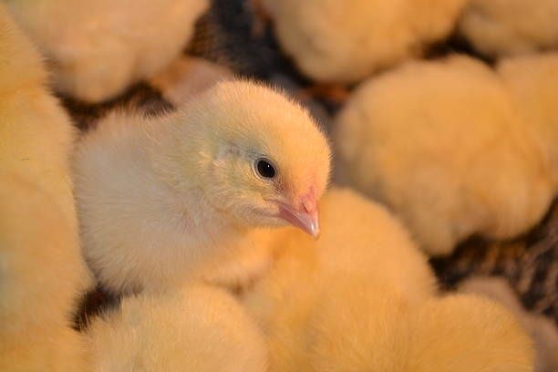 Курчата Циплята Курча Птиця Когути Півники Півні Несушки  Браун Сенді