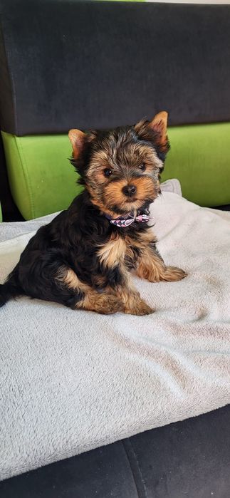 York Yorkshire Terrier Piesek  Szczeniak