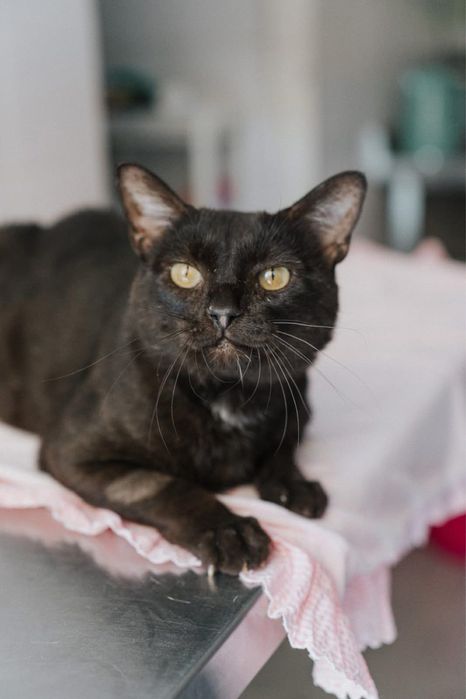 Flow para adoção responsável