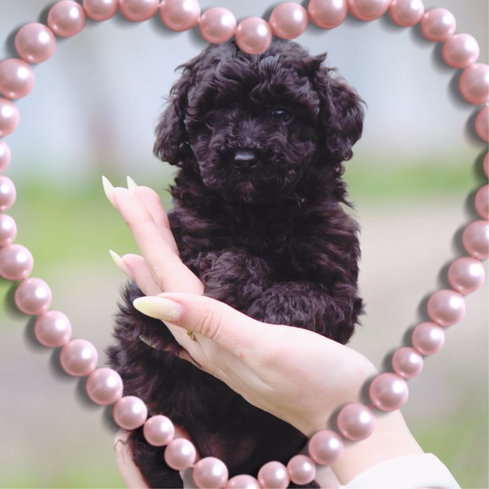 Малыши в продаже ,мальтипу щенки