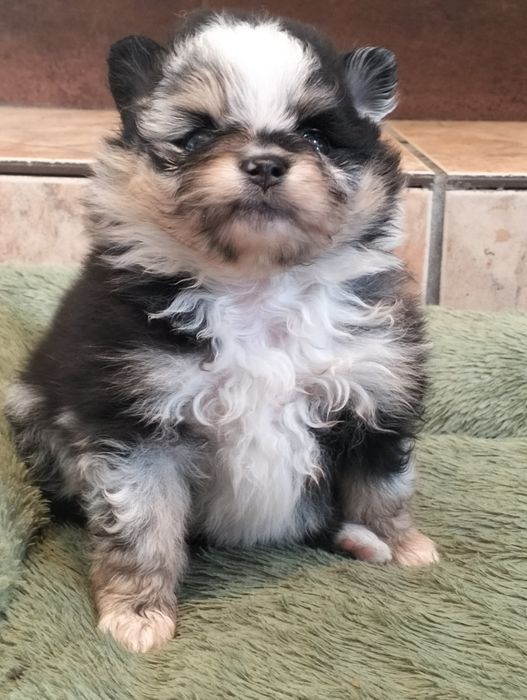 Szpic miniaturowy. Pomeranian. Sunia.