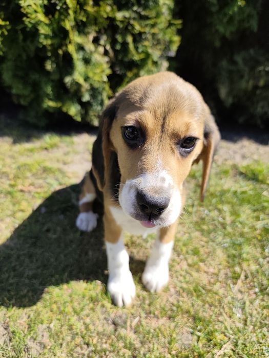 Suczka Beagle Tricolor