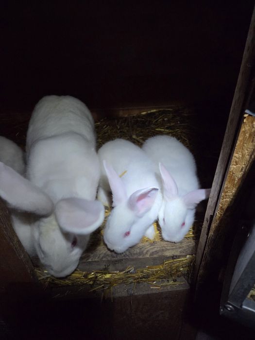Króliki termondzkie młode dorosłe samice kotne