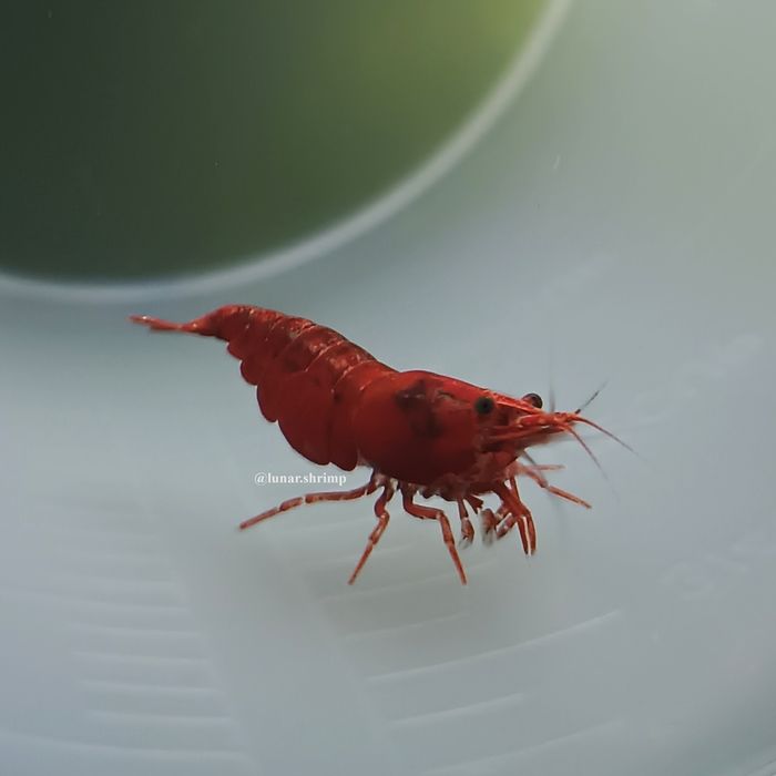 Krewetki neocaridina Sakura Red