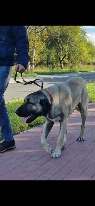 Kangal szczeniak suczka