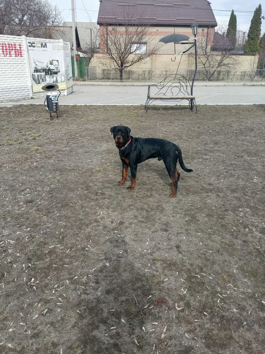 В'язка ротвейлера