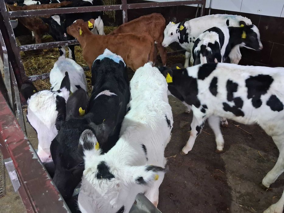 cielaki cielęta byczki na mleko